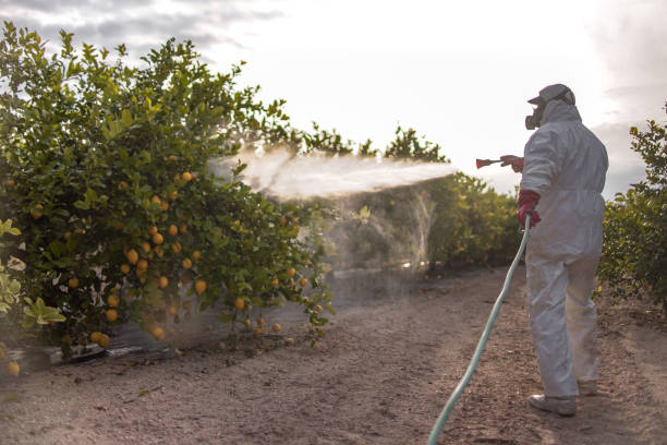 Trusted Van Buren, MO Pest Control Experts