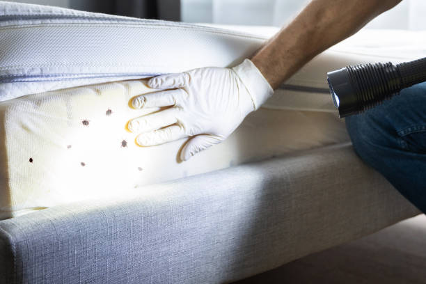 Best Pest Control for Homes  in Van Buren, MO