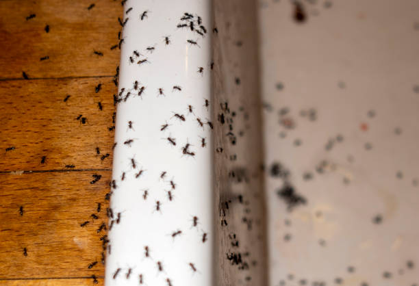 Best Flea Control Services  in Van Buren, MO