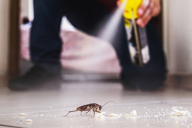 Best Wasp Removal Services  in Van Buren, MO